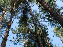В воронежском парке сосна упала на 8-летнего мальчика