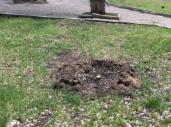 Об уничтожении недавно высаженных деревьев сообщили коммунисты в Воронеже