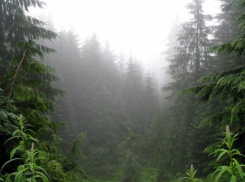 Задержан подозреваемый в тяжком преступлении, 4 года скрывавшийся в лесах Воронежской области