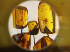 Неизвестных человечеству насекомых обнаружил в янтаре воронежский ученый