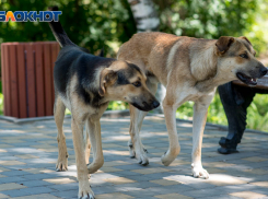 Прокуратура потребовала от администрации решить проблему с бездомными животными в Воронеже 