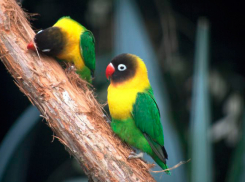 Воронежский зооппарк объявил о ближайшем начале формирования новой коллекции птиц