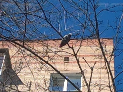 Воронежцы помогли вернуть блудного попугая жако