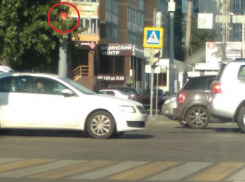 Светофор поиграл в прятки с воронежскими водителями