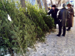 Кто в Воронеже захватил елочные  базары и почему городские власти отказались от 1 млн. рублей (АУДИО)