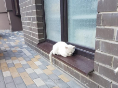 Установлена личность водителя намерено задавившего кота в Воронеже 