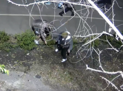 Бессовестная кража ёлок на День Победы уже заинтересовала воронежских полицейских 