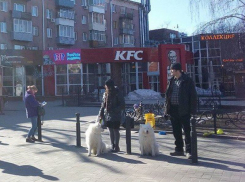 В центре Воронежа волонтеры собирают средства на помощь приюту «Дора»