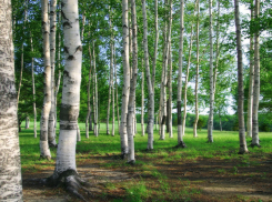 Под Воронежем высадили 6 тысяч сеянцев березы