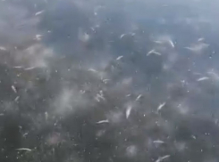 Рыбное кладбище на полумертвой Усманке воронежец показал на видео