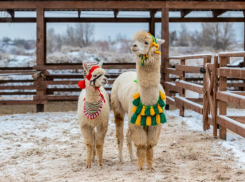 Альпак в зимних костюмах показали в воронежском парке 