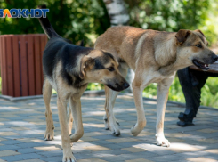 Воронежские следователи подтвердили, что 31-летнего мужчину до смерти загрызли собаки