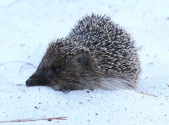 В Воронежском заповеднике имени Пескова проснулись ежи