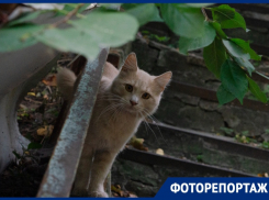 Котики облюбовали Дом Медведевой в Воронеже 