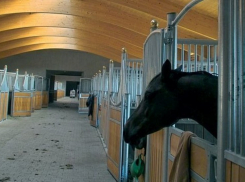 В Воронежской области ночью двое конокрадов украли двух лошадей