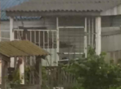 Скулит и плачет: собака-»узница» встревожила воронежцев