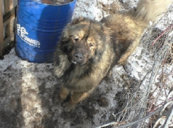 Рискуя жизнью, кавказская овчарка спасла хозяев от поджога в Воронеже