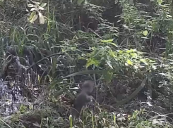 Белка редкого окраса попала на видео в Воронеже