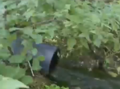 Бастрыкин заинтересовался сливами в Воронежскую нагорную дубраву 