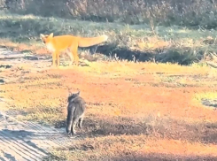 Необычная дружба лисы и котика попала на видео в Воронеже