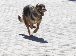 Планы охотников по отстрелу собак наткнулись на гнев воронежских зоозащитников