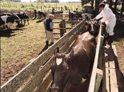 Воронежский фермер предстанет перед судом за незаконное получение гранта в полмиллиона рублей