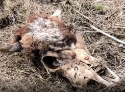 Реки крови и навоза потекли по селу в Воронежской области