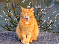 Воронеж накроет сказочное тепло к концу недели 