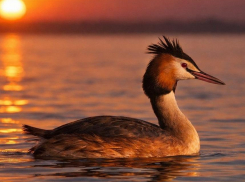 В Воронежском заповеднике показали птицу года 2026