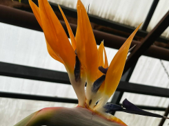 «Райская птица» появилась в Воронеже