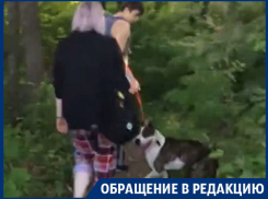 Бойцовская собака изуродовала щенка самоеда в Воронеже