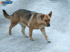 «Почему чьи-то дети должны умирать»: воронежцы рассказали о столкновениях с бродячими собаками