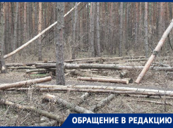 «Не парк, а свалка»: Северный лес беспокоит воронежцев 