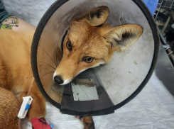 История с хорошим концом: лису, раненную на дороге, спасли воронежские волонтеры