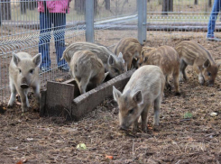 Воронежский зоопитомник «Червленый Яр» открывает сезон