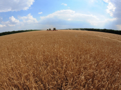 Более 200 млн рублей бюджетных субсидий получили за неделю три крупных воронежских агрохолдинга 