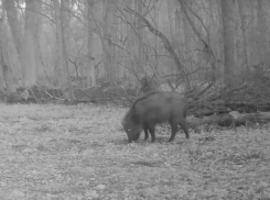 Трапеза стаи бодрых кабанчиков попала на видео в Воронежском заповеднике