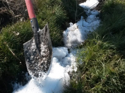 Более 1,3 тыс га нового леса в этом году посадят в Воронежской области