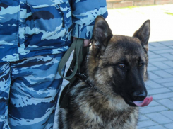 Подрыв военкомата предотвратили в Воронеже 