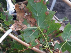 Мэрия объяснила неприглядное состояние новых клёнов, которые высаживают на проспекте Революции