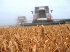 Режим ЧС для сельского хозяйства ввели из-за засухи в Воронежской области