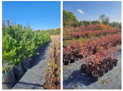 Стало известно, где в Воронеже посадят сотни новых деревьев и кустарников 