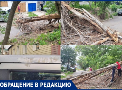 Упавшее сухое дерево повредило машину и вызвало коммунальный хаос в Воронеже