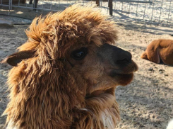 «Мы пришли не отжимать землю»: воронежский бизнесмен схлестнулся с «Плохой куряночкой» 