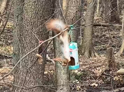 Ловкий заскок белки в птичью кормушку сняли на видео в Воронеже 