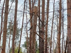 Бревно зависло на электропроводах в Северном лесу Воронежа