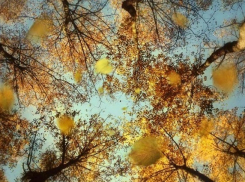 В Воронеже дожди пойдут только в конце недели