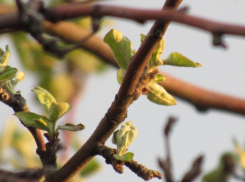 Какая погода ждёт воронежцев на длинных первомайских выходных
