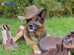 “Драка” за собаку: двое судились за овчарку в Воронежской области