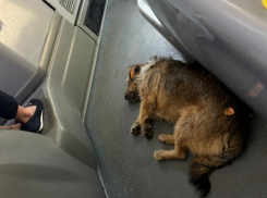 Чумазый, но милый: лежащего пассажира заметили в воронежском автобусе